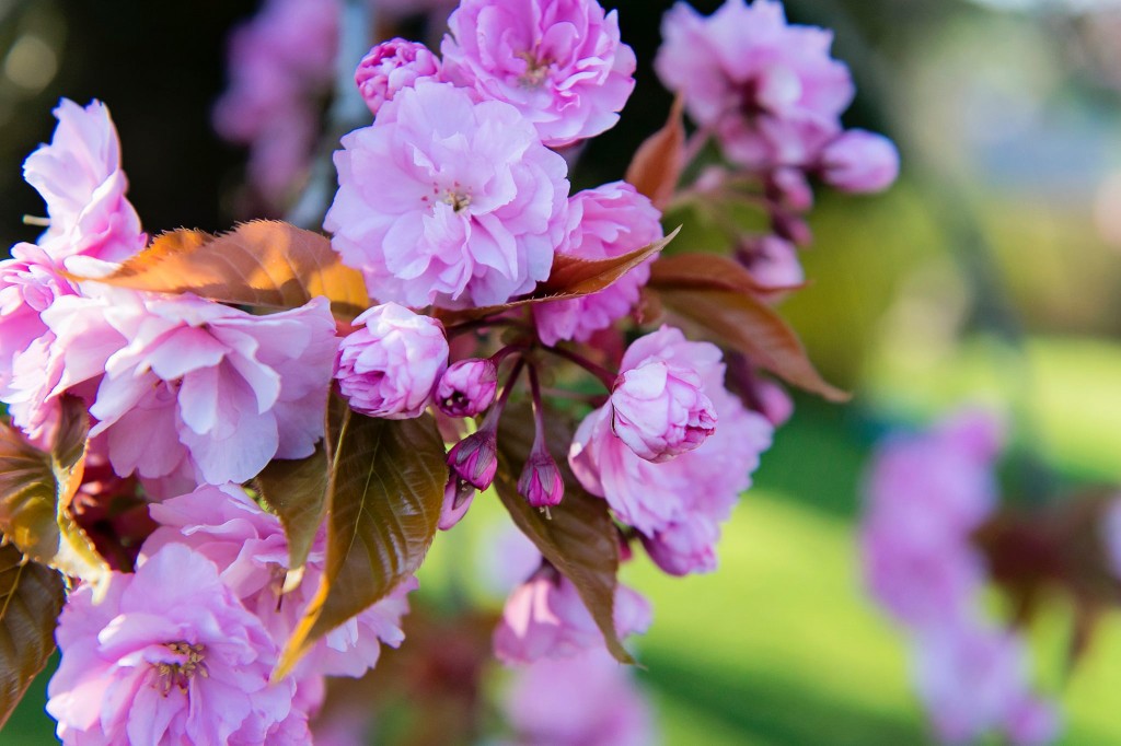 Notre jardin en rose - Cerisier du japon - 2016
