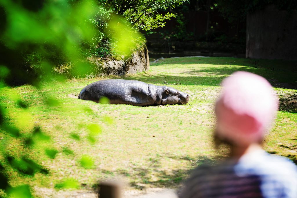 Sauf pour capturer un Hippopotame ! – à GaiaZOO.