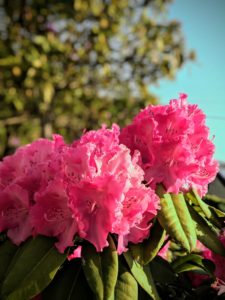 Les nouveaux Rhododendrons