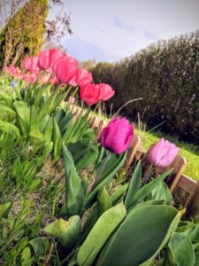 Mi-avril, les tulipes se sont installées