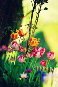 Les fleurs d'avril - Sigma Art 135mm