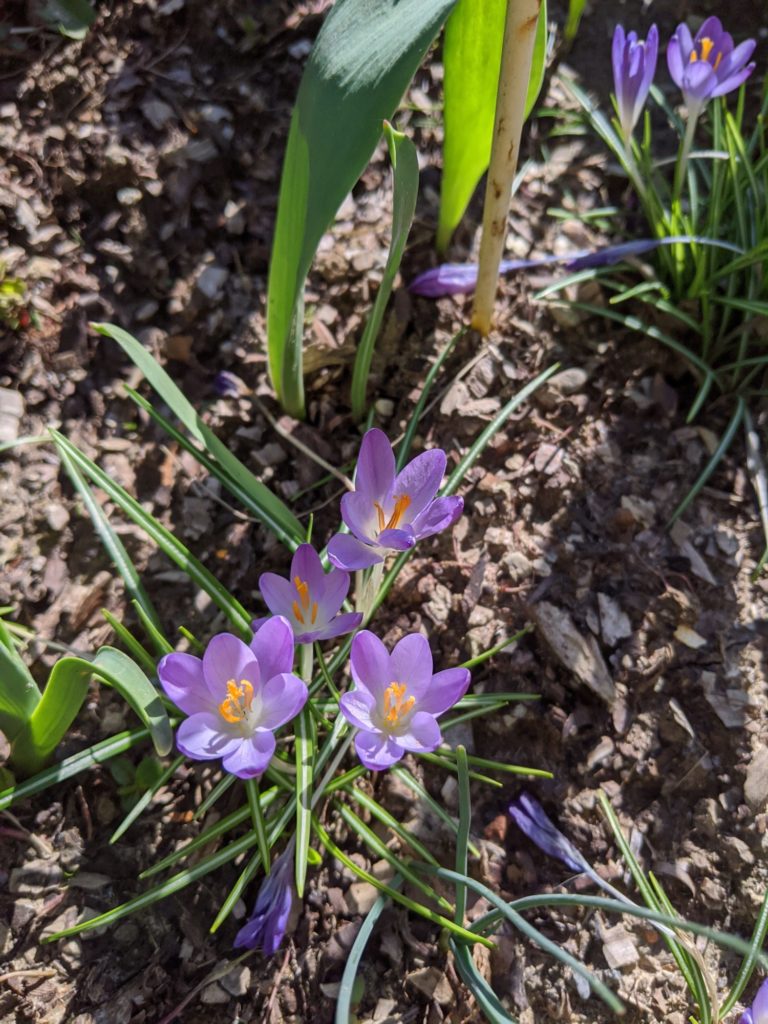 Nouvelles petites fleurs dans les parre-terres