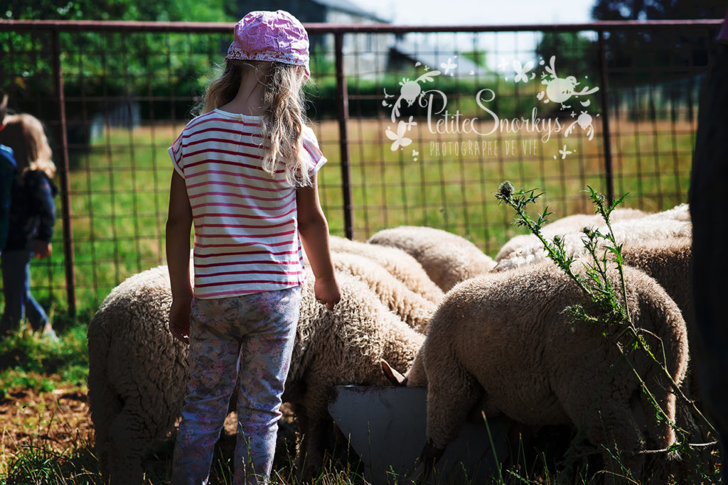 Rose voulait voir des moutons - La Ferme de Haya - Petite Snorkys Photography