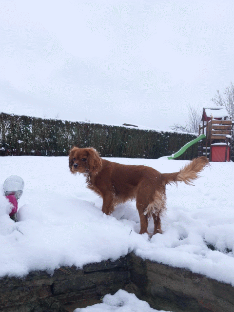 De la neige dans le jardin, Padmé en profite !